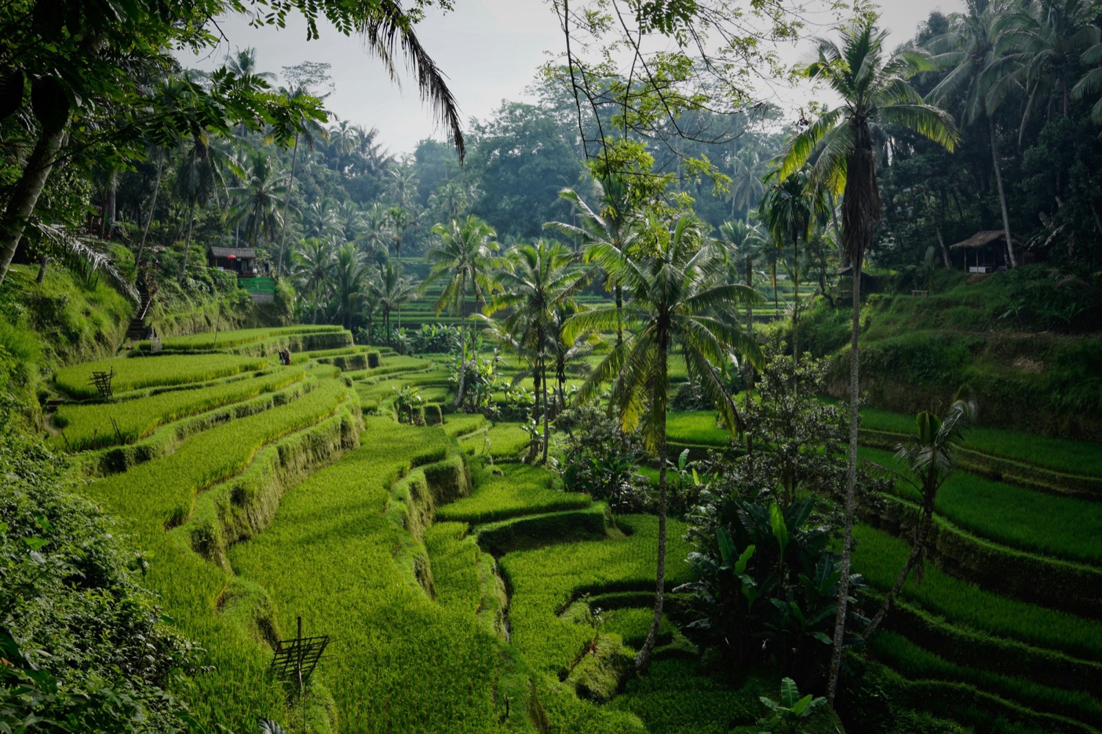 Bali island setting for a Locked.in international retreat